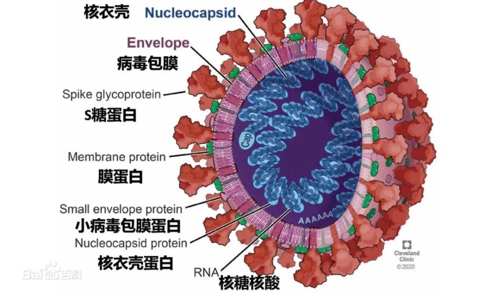 看不见的病毒是怎样被发现的？科学家们研究了近半个世纪