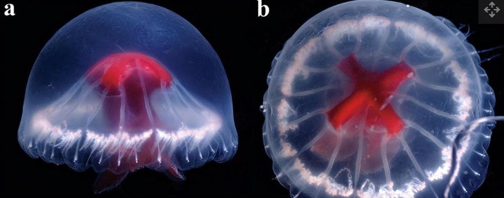 日本海底火山口发现奇异水母，胃部有鲜红十字，至今仅被发现2次