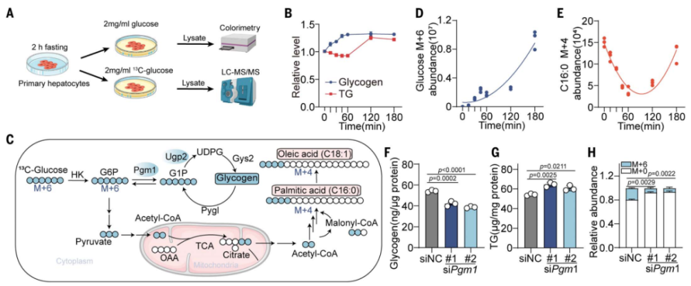 糖，还是脂肪？黄波团队发表Science论文，揭开肝脏能量储存的优先级与机制