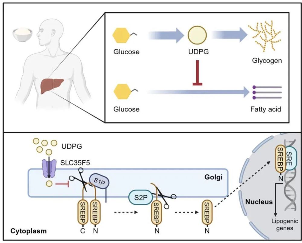 糖，还是脂肪？黄波团队发表Science论文，揭开肝脏能量储存的优先级与机制