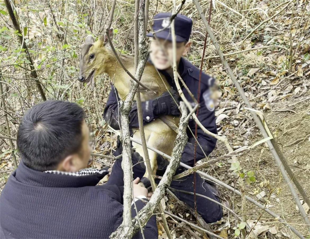 湖北襄阳发现黄猄，身形似鹿叫声像狗，落难后发出阵阵哀嚎声