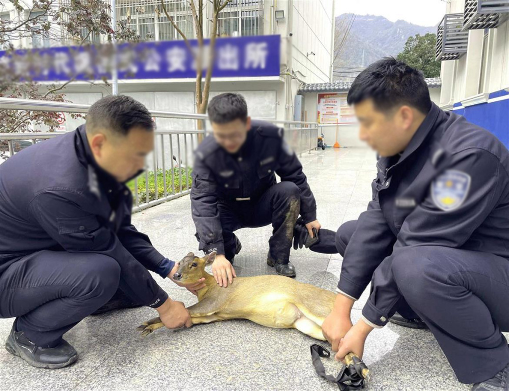 湖北襄阳发现黄猄，身形似鹿叫声像狗，落难后发出阵阵哀嚎声