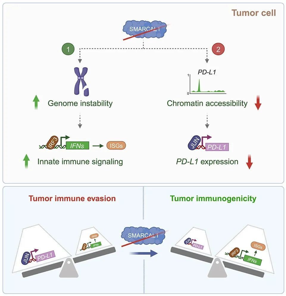 Cell：破解癌细胞免疫逃逸的双重保险，这个新靶点可实现对癌症的双重打击