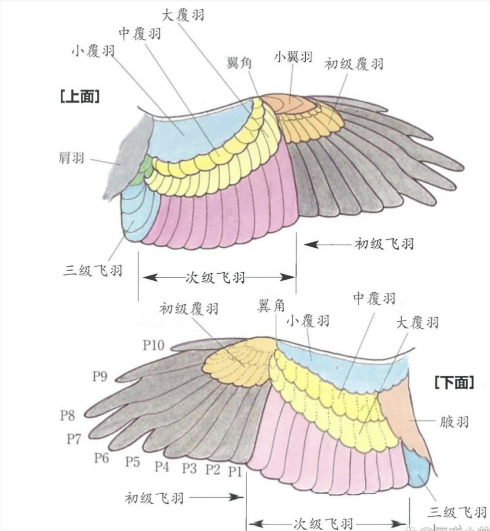 土鸡从16层楼飞下，为何有的鸟能翱翔，鸡却只能扑腾扑腾翅膀