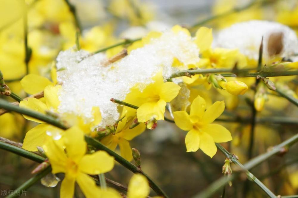 雨水节气遇冷暖，今年倒春寒几率有多大？看看农村老话怎么说