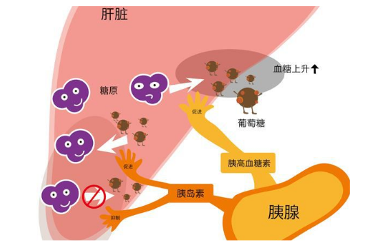 为啥我不胖也会得糖尿病？而且我也不吃糖？