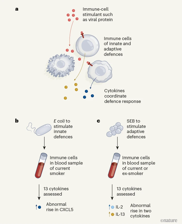《自然》：吸烟持久伤免疫！科学家发现，吸烟会通过DNA甲基化长期影响适应性免疫，戒烟后影响依旧存在丨科学大发现