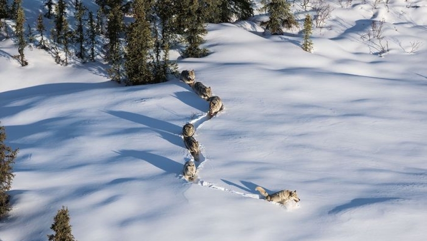 新疆狼群破雪前行，装备齐全：雪铲、皮草、雪地靴，如向导般无畏。