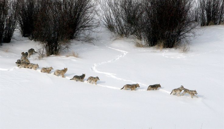 新疆狼群刨雪行进，狼：雪铲、皮草、雪地靴、向导一应俱全