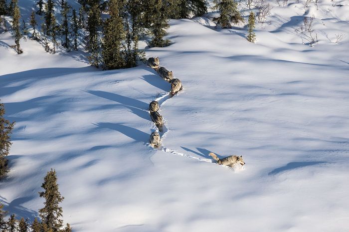 新疆狼群刨雪行进，狼：雪铲、皮草、雪地靴、向导一应俱全