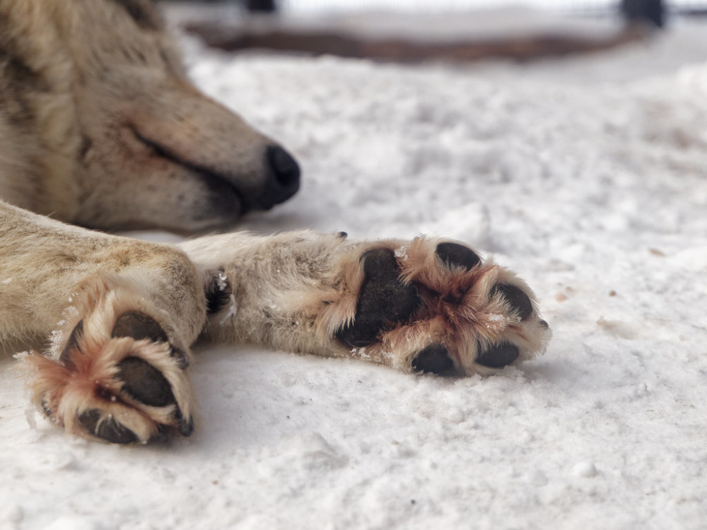 新疆狼群刨雪行进，狼：雪铲、皮草、雪地靴、向导一应俱全