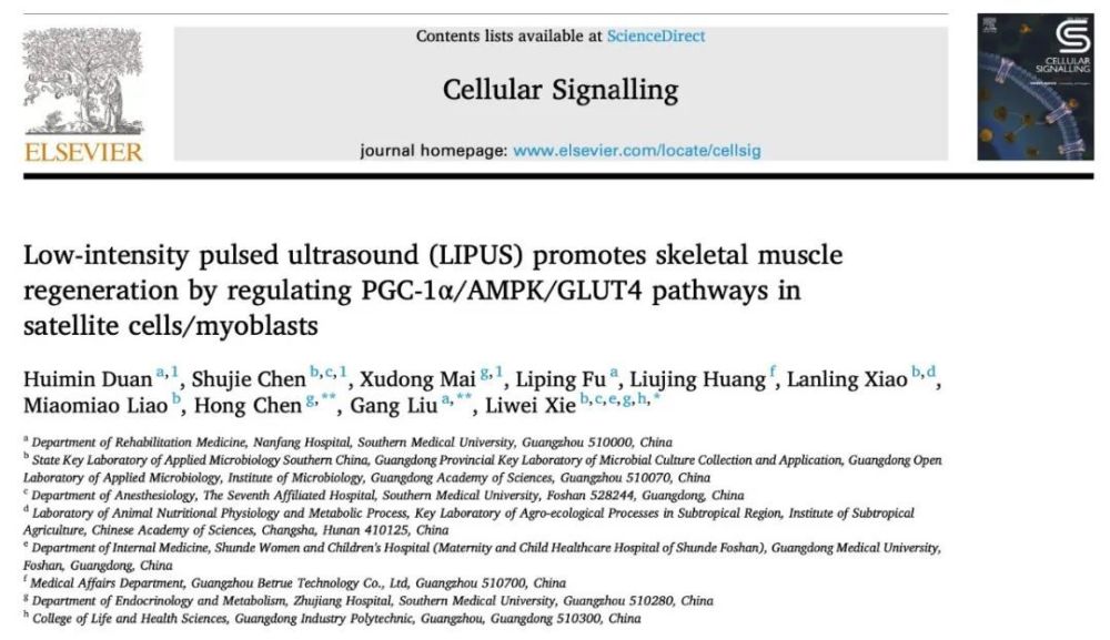 谢黎炜团队发现低强度脉冲超声在促进骨骼肌再生方面的新应用
