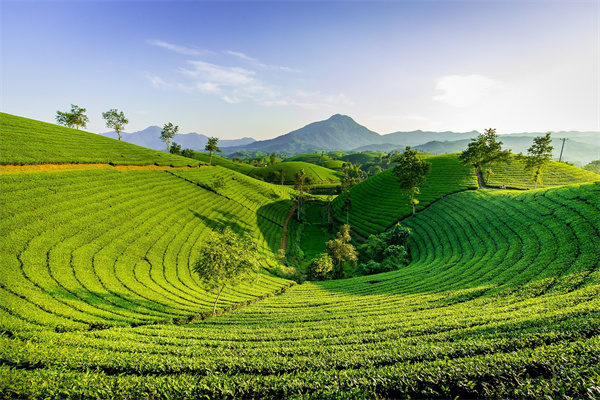 梦中种茶树，预示何许？探究神秘茶香之兆。