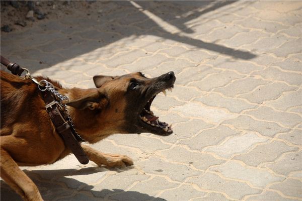 孕梦黄犬噬手，吉祥之兆。