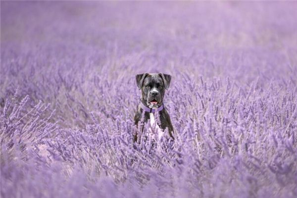 孕梦逐犬，母爱满怀。