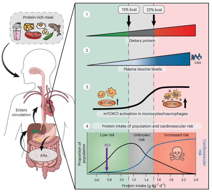 蛋白质吃太多，小心血管遭殃！《自然》：减少这种氨基酸摄入是关键