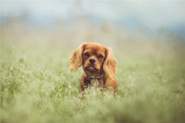 孕期梦境：群犬追逐，母爱涌动。