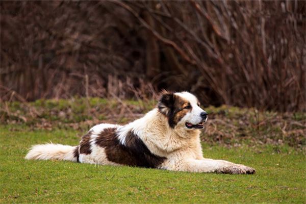 孕梦中，爱犬逝去。