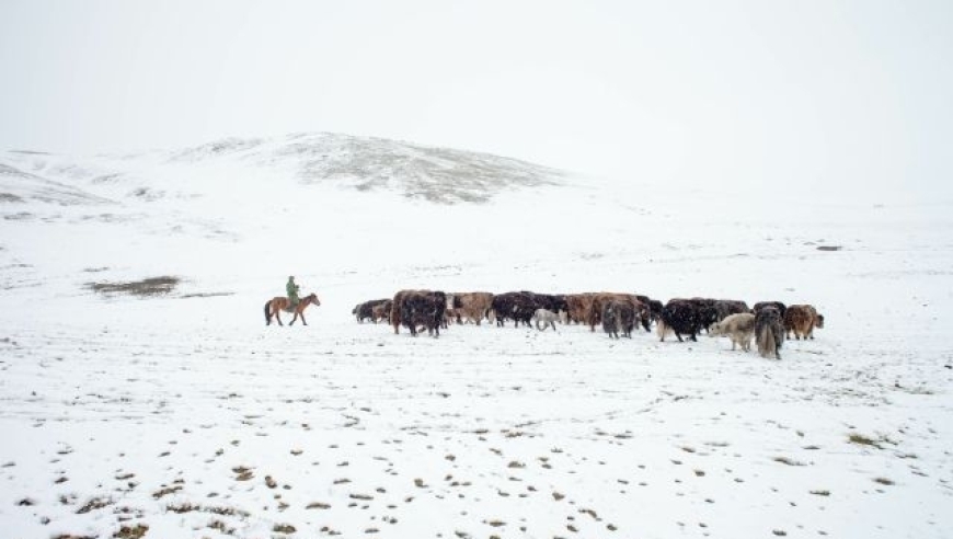 蒙古国遭受罕见雪灾，联合国表示“深感忧虑”。