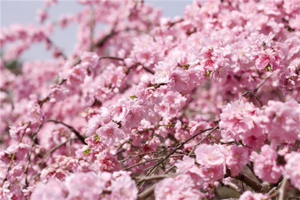 孕梦桃花开，娇嫩生命来。