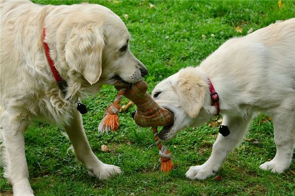 孕梦犬噬，安胎祈福。