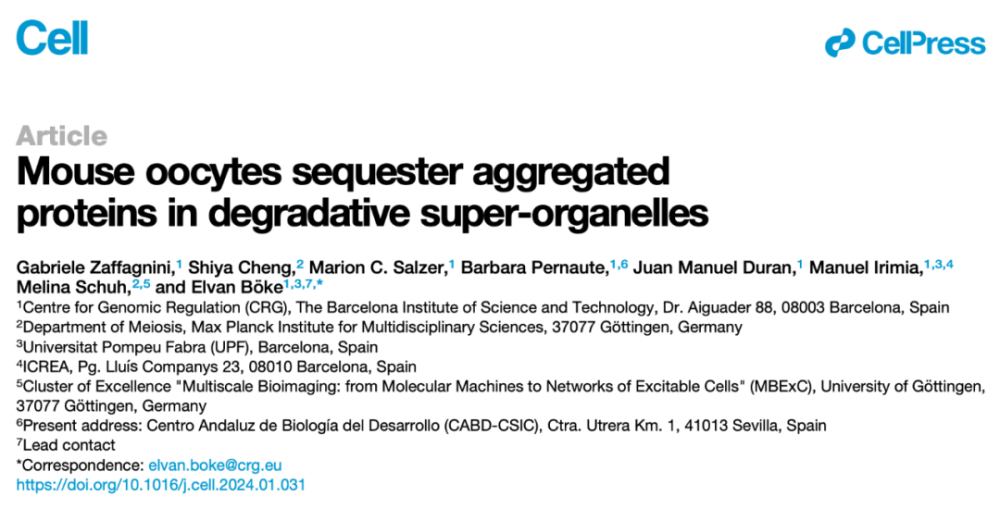 Cell：卵母细胞中的超级细胞器，智胜毒性蛋白聚集，守护女性长期生育能力