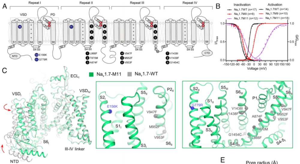 PNAS | 颜宁团队揭秘Nav1.7通道：从结构到功能的深入解析