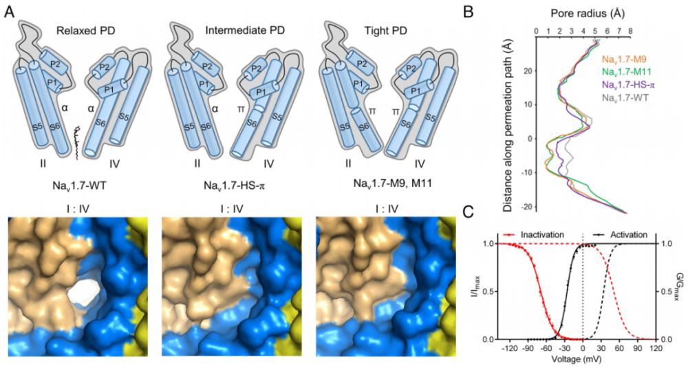 PNAS | 颜宁团队揭秘Nav1.7通道：从结构到功能的深入解析