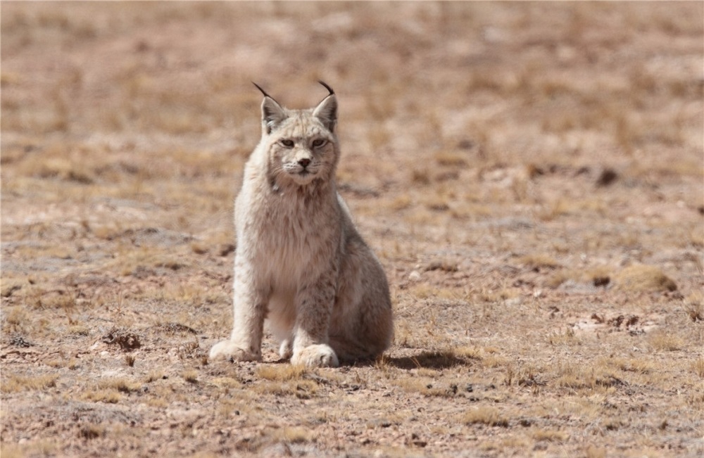 甘肃酒泉发现“狼猫”，中型兽类的战力天花板，虎豹之下它称王