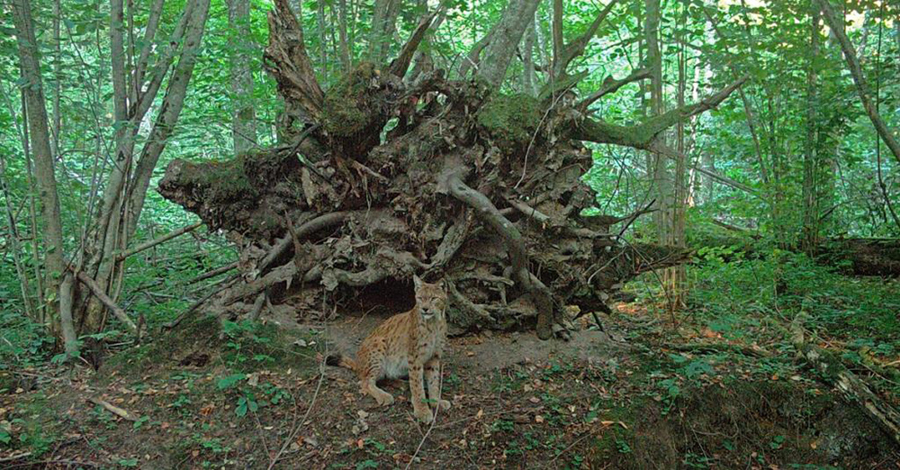 甘肃酒泉发现“狼猫”，中型兽类的战力天花板，虎豹之下它称王