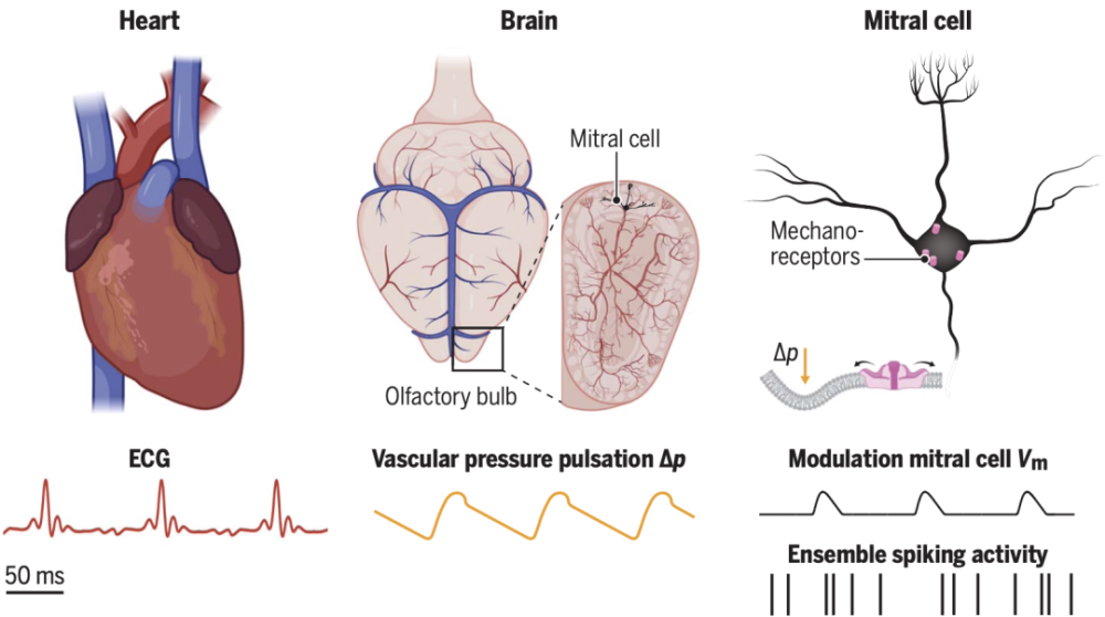 《科学》：只需20毫秒！科学家首次发现，心跳几乎瞬间影响思维活动