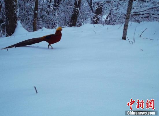 湖北五峰：珍稀野生动物“爬冰卧雪”萌态百出