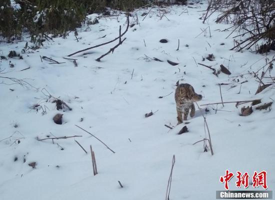 湖北五峰：珍稀野生动物“爬冰卧雪”萌态百出