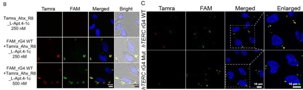 科学家开发高效偶联L-RNA适体新方法，推动新型功能性核酸的生物医学用途