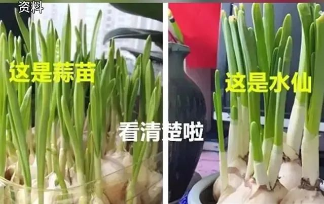 夫妻误食后双双中毒！这种绿植很多人家里都有，千万别弄错