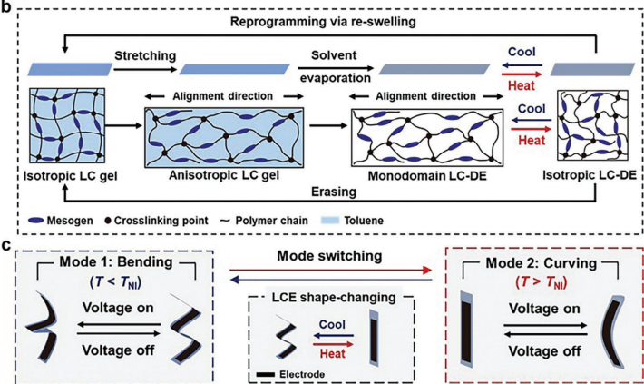 浙大团队开发液晶介电弹性体，通过改变温度实现多模态驱动