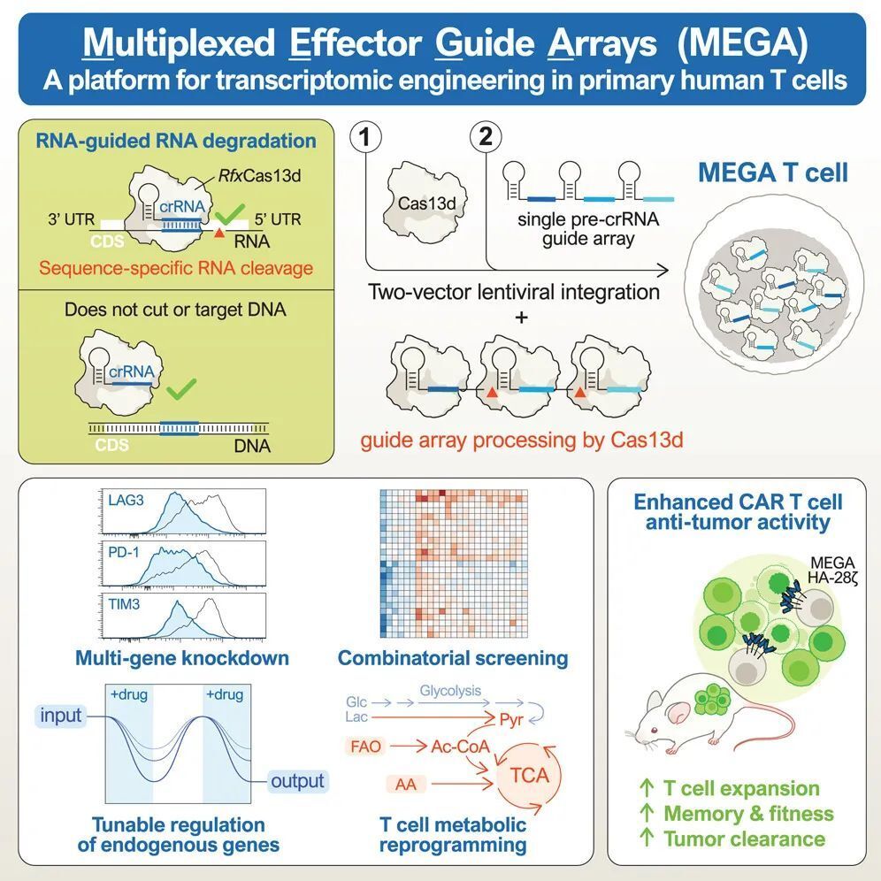 Cell：亓磊团队开发新型RNA平台——MEGA，可用于构建更强更安全的CAR-T细胞疗法