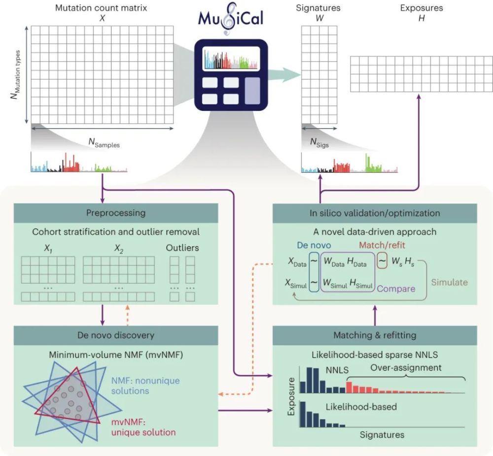 Nature Genetics | 揭示癌症突变背后的秘密：MuSiCal算法的突破与应用
