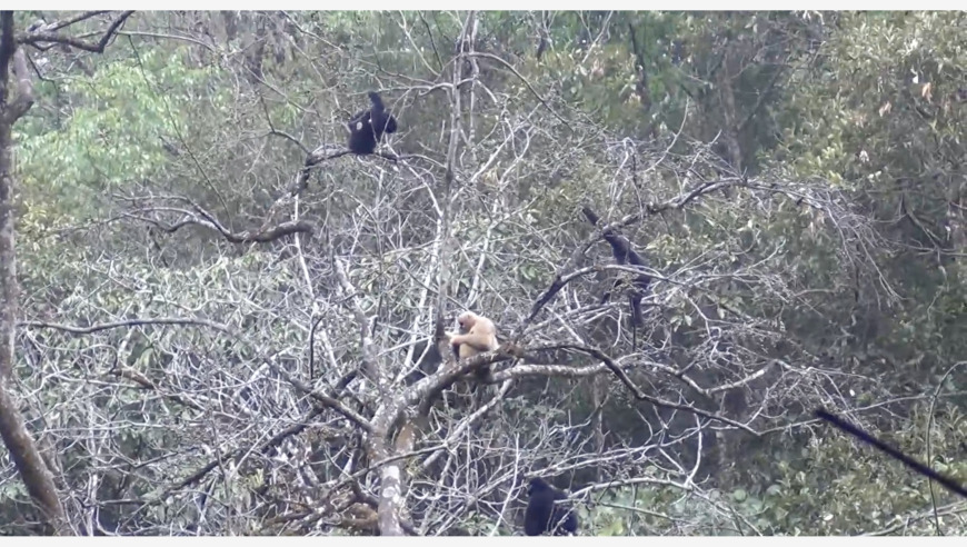 云南普洱：消防员林间巡逻巧遇长臂猿家族享用“团聚大餐”