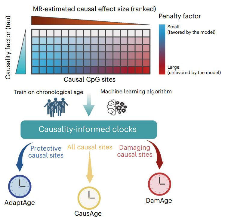 全新衰老时钟来了！首次区分因果关系，预测生物学年龄有了新工具