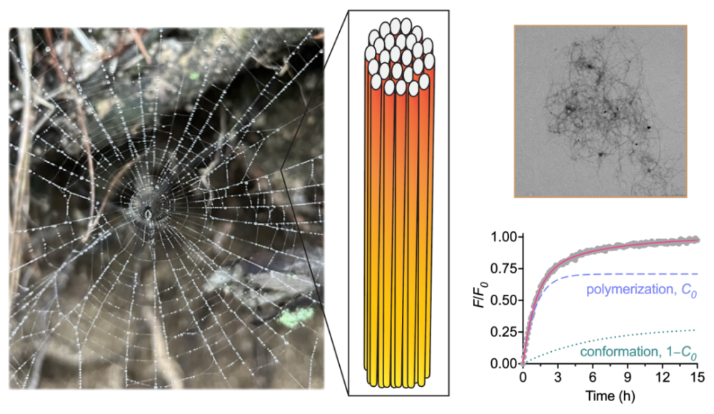 卡罗林斯卡医学院陈格飞/苏州大学齐兴梅AFM：揭示蜘蛛丝中淀粉样纳米纤维的秘密