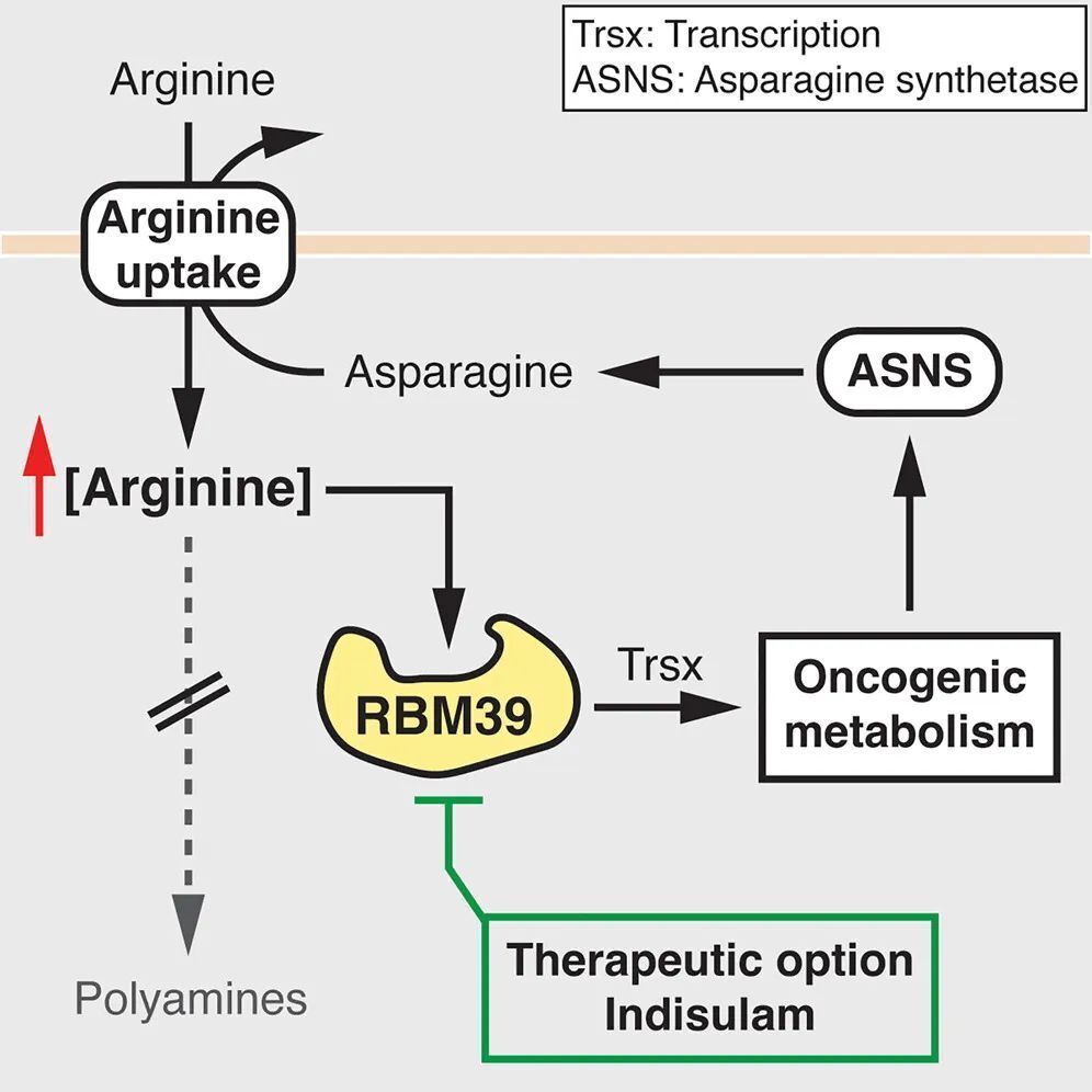 癌症是一种代谢疾病：Cell论文揭示精氨酸驱动代谢重编程促进肝癌生长