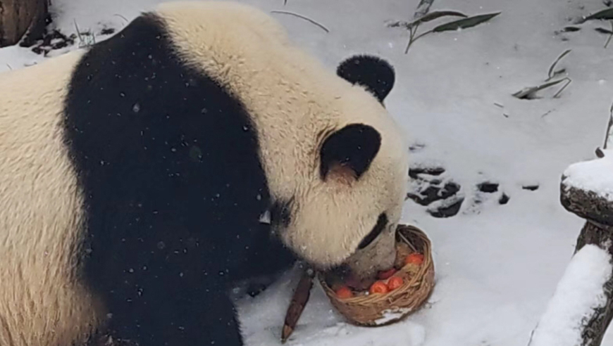 雪地狂欢，品尝汤圆盛宴，动物园大熊猫乐翻天！