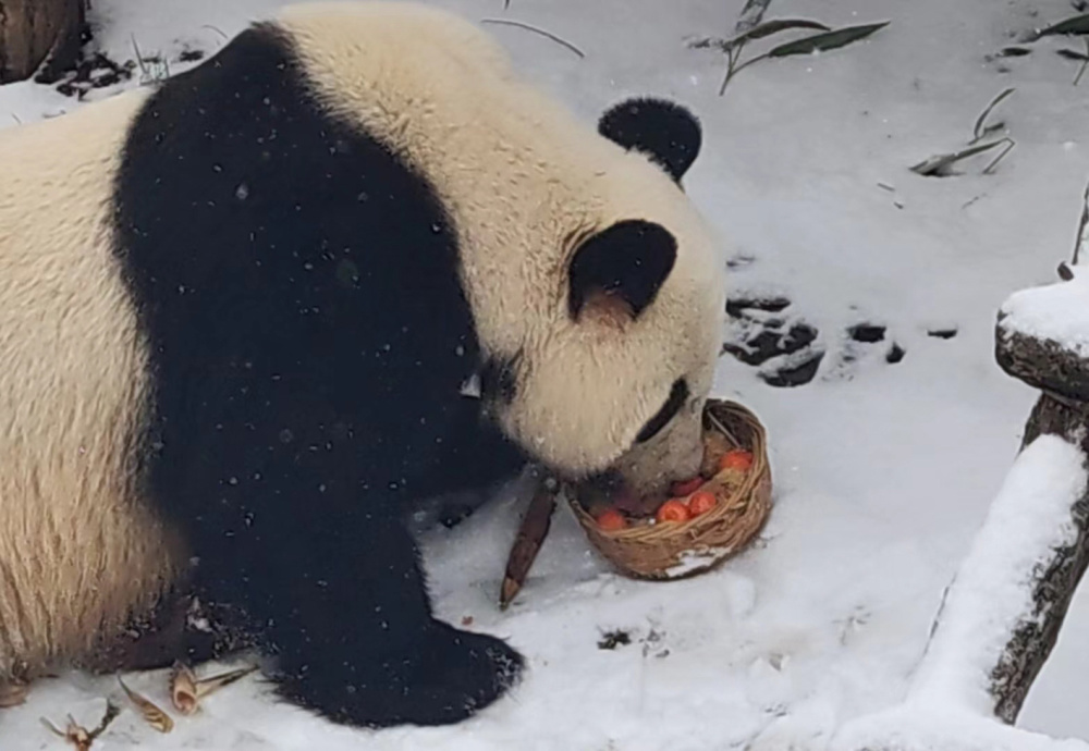 室外玩雪，吃特制汤圆 动物园里的大熊猫玩得嗨