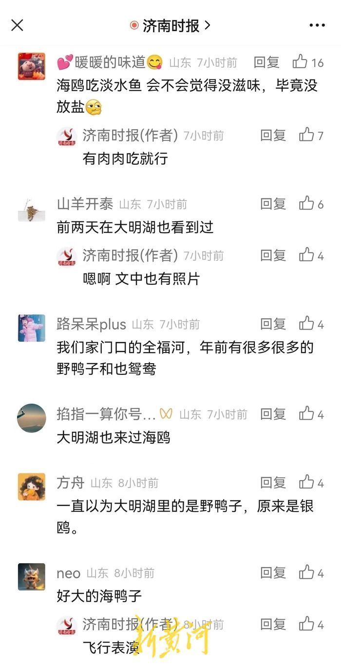 一只西伯利亚银鸥的自述：我心安处是故乡