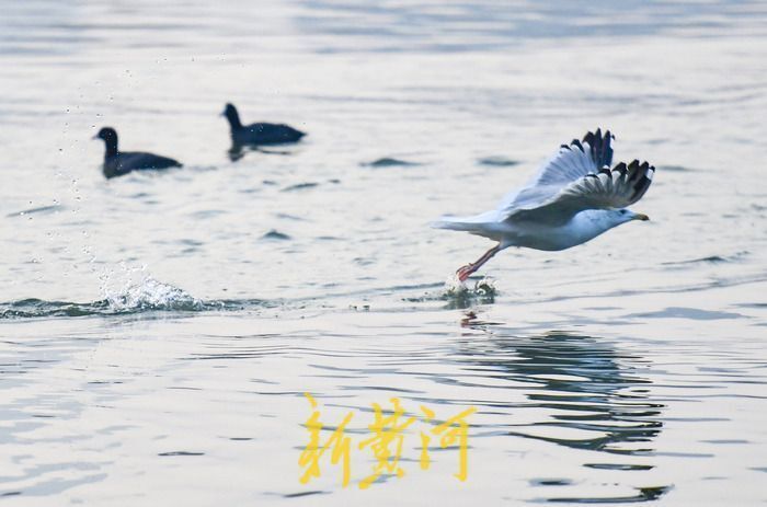 一只西伯利亚银鸥的自述：我心安处是故乡