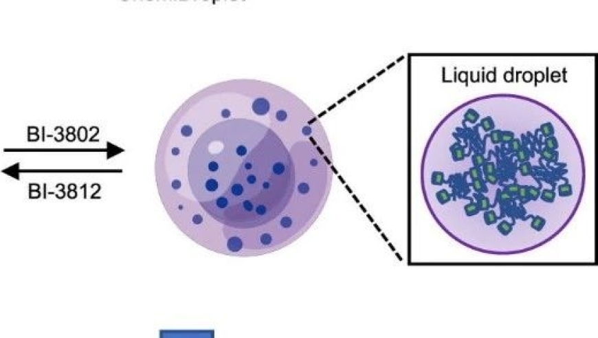 同济大学团队创新研发 chemiDroplet，科学通讯 | 小分子化学驱动液液相分离工具