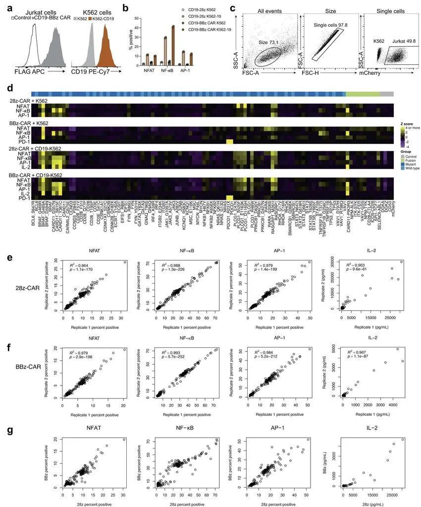 Nature｜科学家开发出了一种能使人类T细胞杀死癌细胞能力提高100倍的新技术