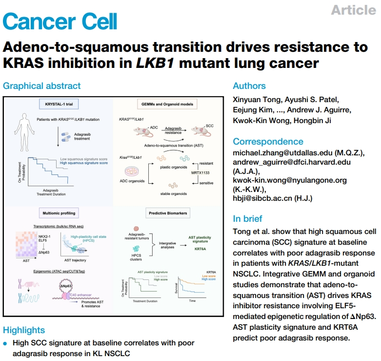 《癌细胞》：中科院团队首次证实，肺腺癌向鳞癌组织学类型的转化，可导致对KRAS靶向治疗耐药！