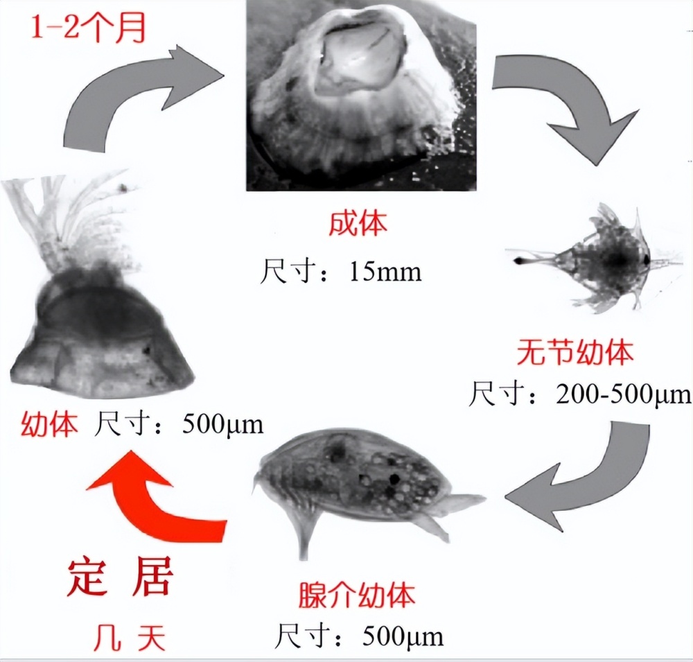 大白鲨身上干干净净，鲸鱼身上为何都是藤壶？